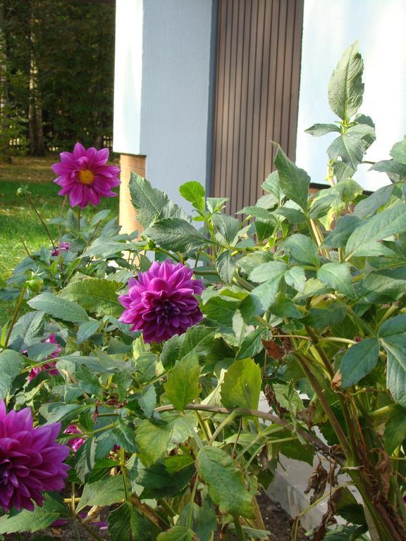 Bed and Breakfast Bobrowa Dolina Ryn  Esterno foto